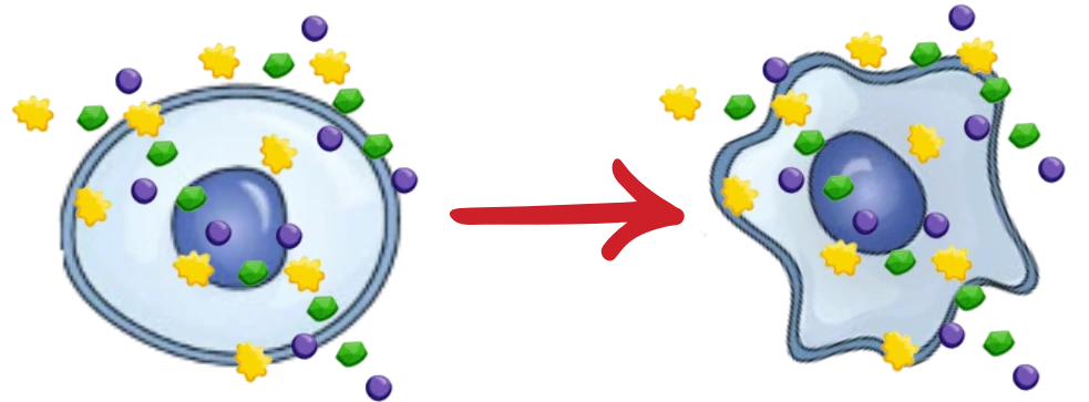Cell damage caused by free radicals